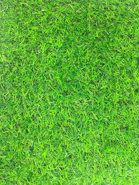 thảm cỏ 2cm